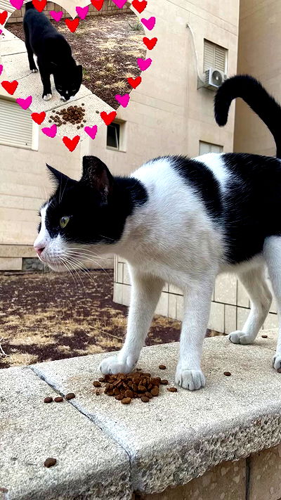 g.a.l.1.a g.a.l.1.a archive video