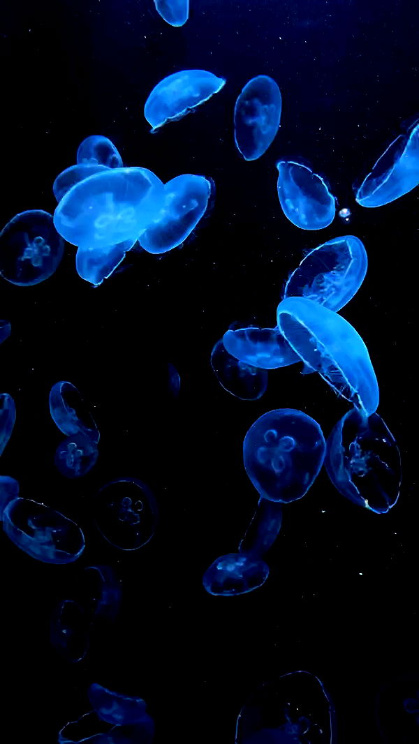 itsilanosh archive video preview