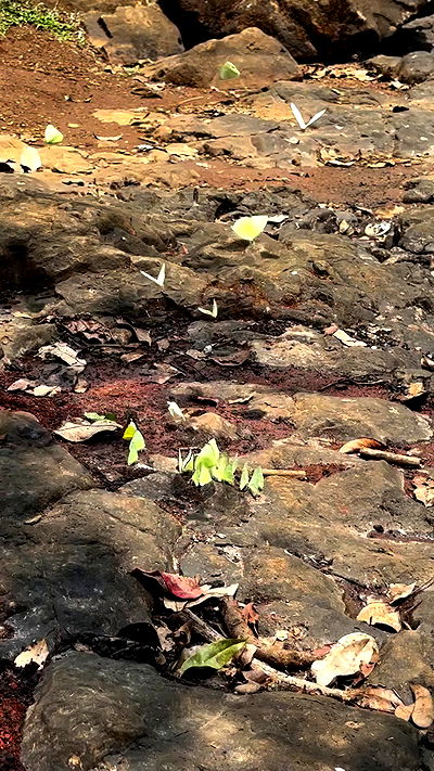 valeria_lukin valeria_lukin archive video