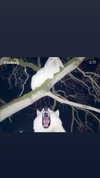 braainr0tt Altpins Profile Picture