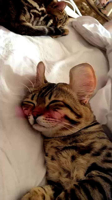 laurinchhhe laurinchhhe archive video