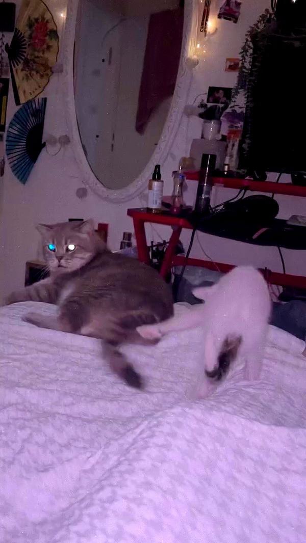 natalllluli archive video preview