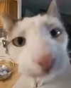peachyfizzing Altpins Profile Picture