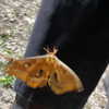 amellliiaa Altpins Profile Picture