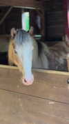 saracrumbleleg Altpins Profile Picture