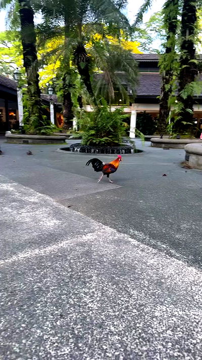 kesemgreenyer kesemgreenyer archive video