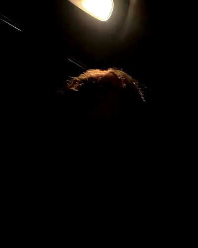 tuliprivet tuliprivet archive video