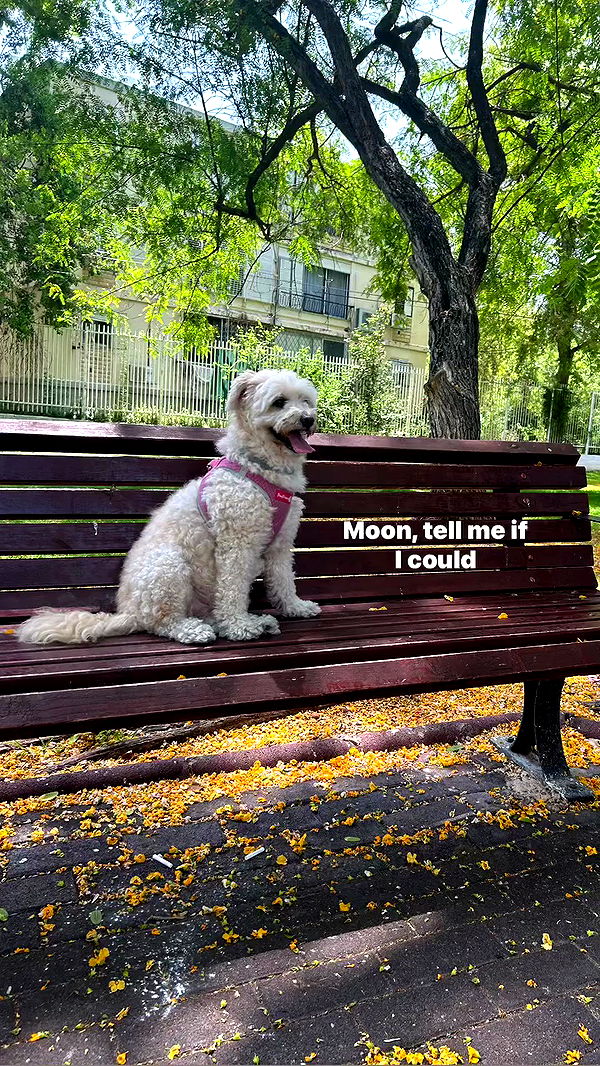 feelbetterinmysweater archive video preview