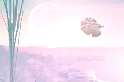 iamcardib iamcardib archive video