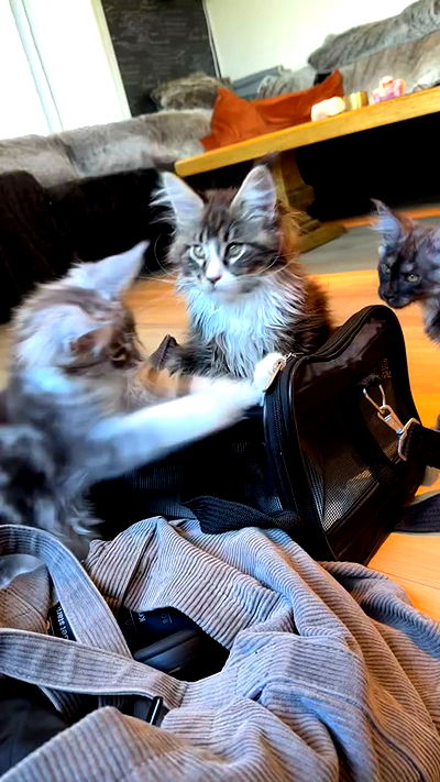 silkton silkton archive video