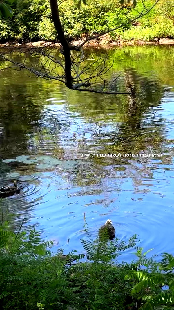 shirpolani archive video preview