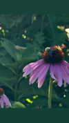 cellow111 Altpins Profile Picture