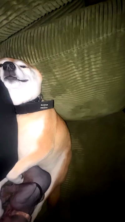 zommmbri zommmbri archive video