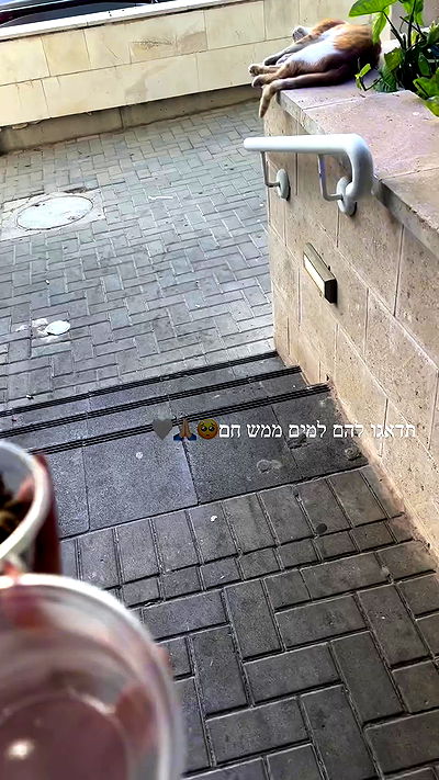 shir.davida6 shir.davida6 archive video