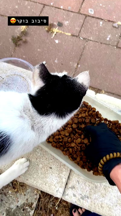 g.a.l.1.a g.a.l.1.a archive video