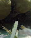 yaheli_idan Altpins Profile Picture