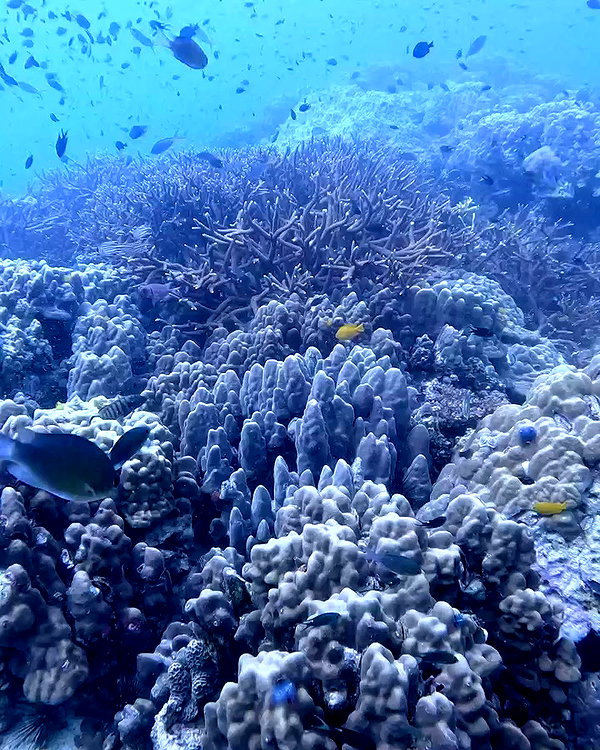 yaheli_idan archive video preview