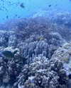 yaheli_idan Altpins Profile Picture