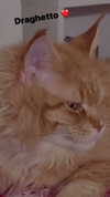 calyen Altpins Profile Picture
