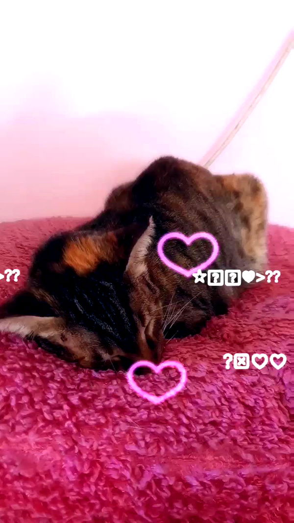 yam_adler archive video preview