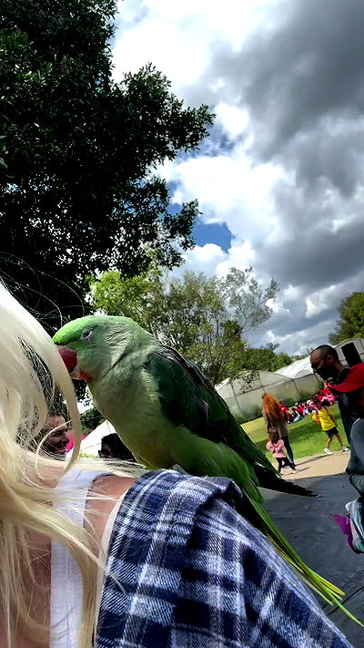 jaroslava_klavir jaroslava_klavir archive video