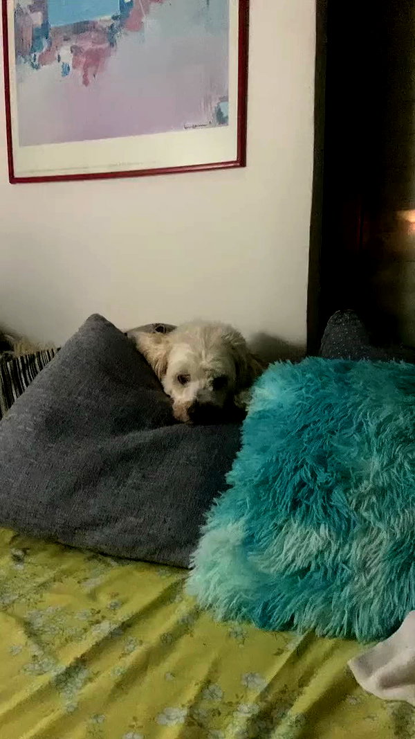 feelbetterinmysweater archive video preview