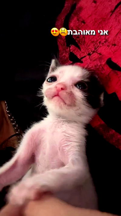 biton__adi biton__adi archive video