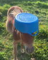 callieebullough Altpins Profile Picture