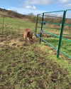 callieebullough Altpins Profile Picture