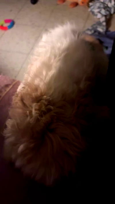 _._dianush._ _._dianush._ archive video