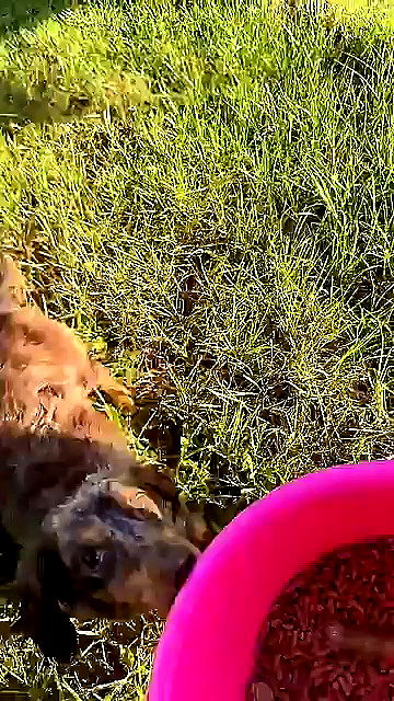 sophieraiin sophieraiin archive video