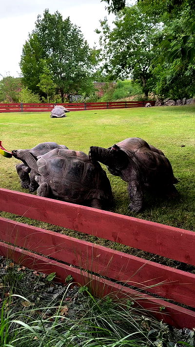 jaroslava_klavir jaroslava_klavir archive video