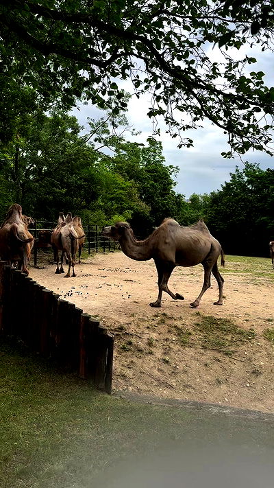 jaroslava_klavir jaroslava_klavir archive video