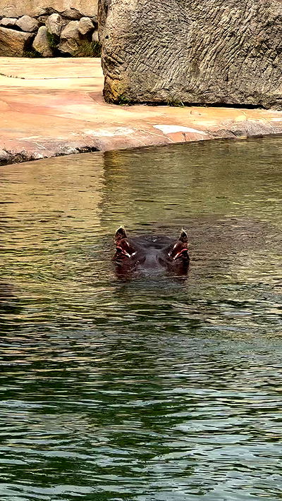 jaroslava_klavir jaroslava_klavir archive video