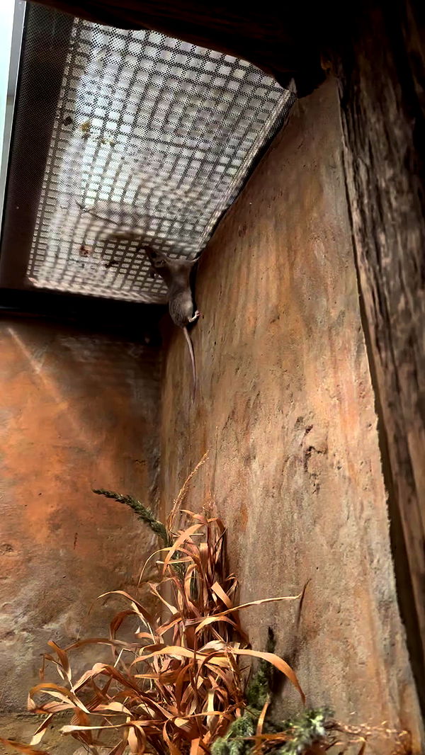 jaroslava_klavir archive video preview