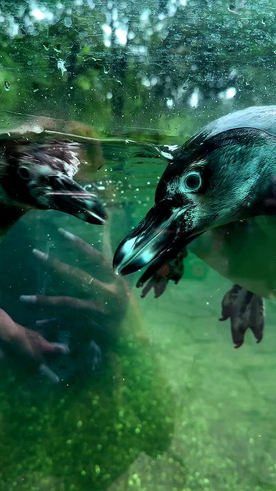 jaroslava_klavir jaroslava_klavir archive video