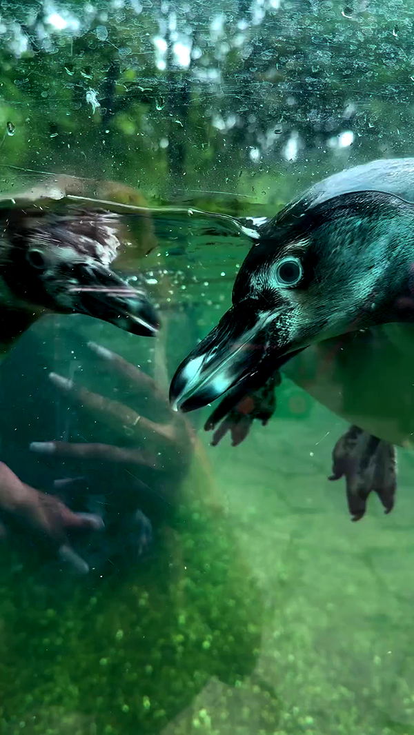 jaroslava_klavir archive video preview