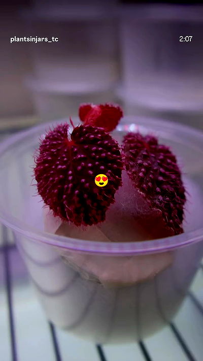 1justsabi 1justsabi archive video