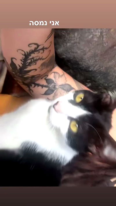 romy_ayalla_lavi romy_ayalla_lavi archive video