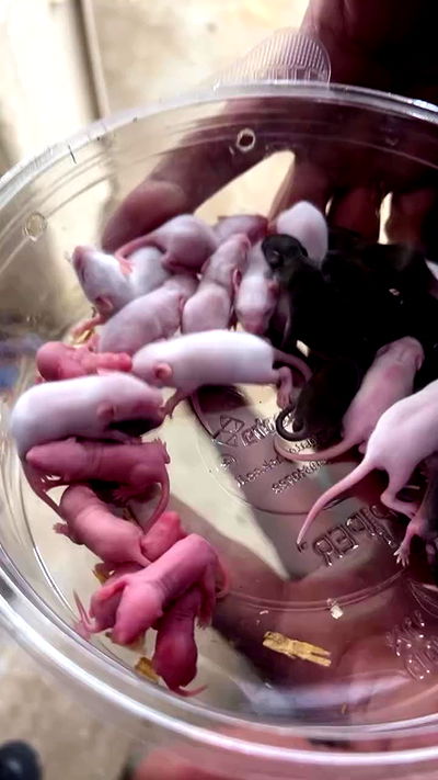 rebecka_tsadok rebecka_tsadok archive video