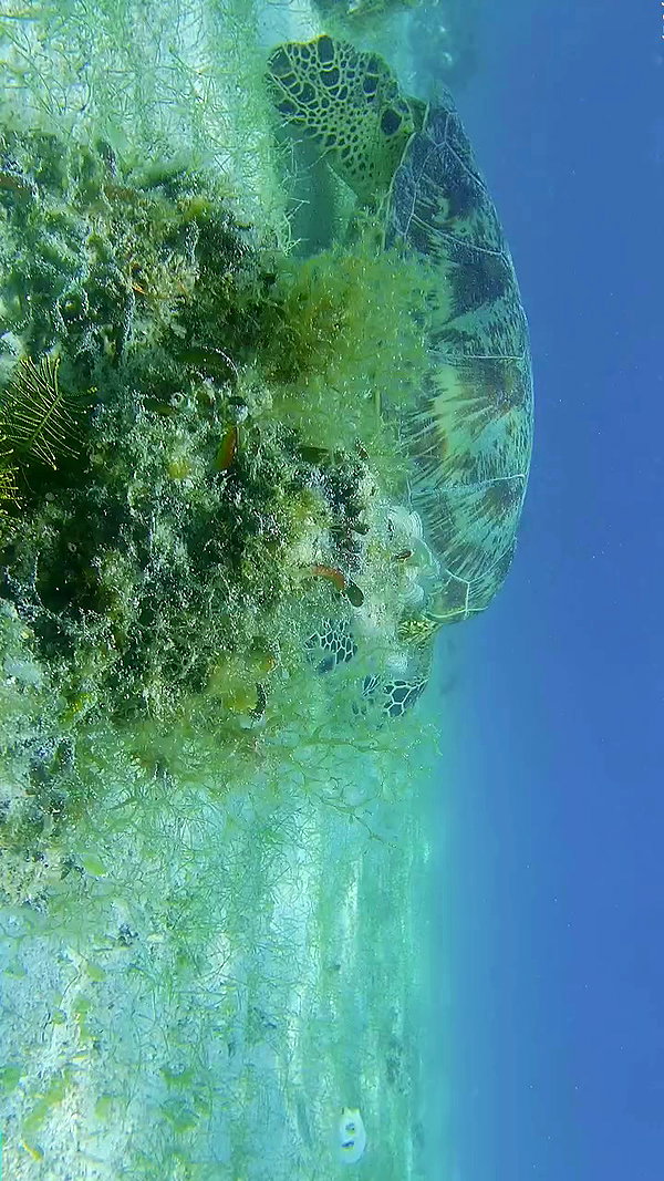 noa_mendel_ archive video preview