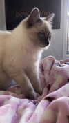 littlechurchdoll Altpins Profile Picture