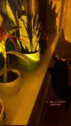 blairvira Altpins Profile Picture