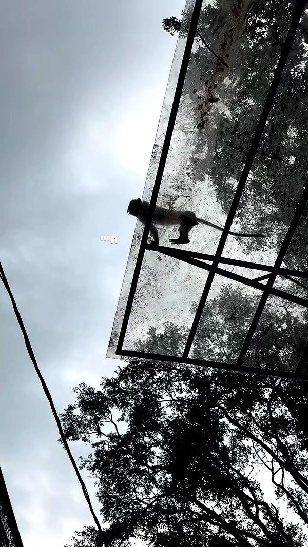 a.shaked_ archive video preview