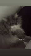 imo00_2 Altpins Profile Picture