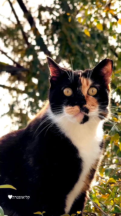 itsilanosh itsilanosh archive video