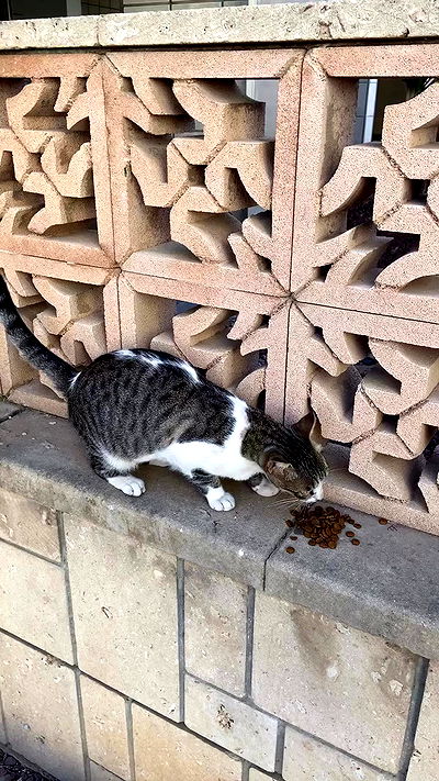 g.a.l.1.a g.a.l.1.a archive video