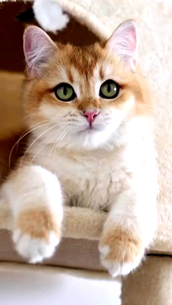 itsilanosh archive video preview