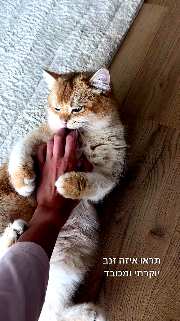 itsilanosh archive video preview