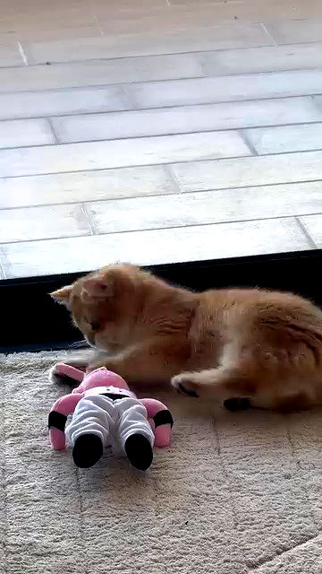 itsilanosh archive video preview